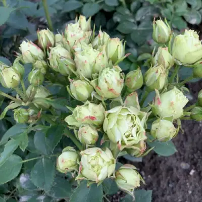 Роза ЛУВИАНА спрей в Фаниполе