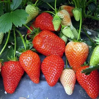 Клубника РОКСАНА в Фаниполе