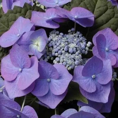 Гортензия БЛАУМАЙС (БЛАУМАЙЗЕ) крупнолистная в Фаниполе