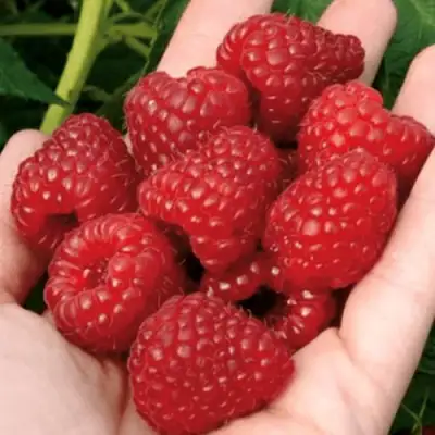 Малина РУБИФОЛ в Фаниполе