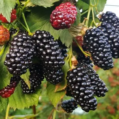 Ежевика НАТЧЕЗ бесшипная  в Фаниполе