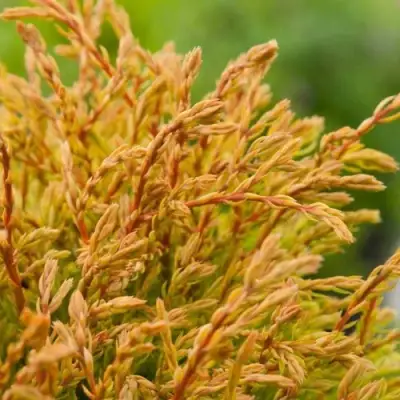 Туя ГОЛДЕН ТАФФЕТ западная в Фаниполе