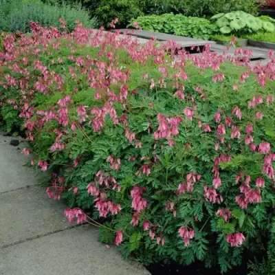 Дицентра изящная в Фаниполе