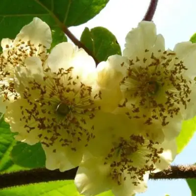 Актинидия АТЛАС (МУЖСКОЙ) киви в Фаниполе