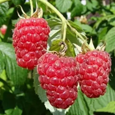 Малиновое дерево ТАРУСА в Фаниполе