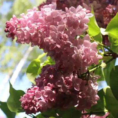 Сирень МЕДОВЫЙ СПАС в Фаниполе