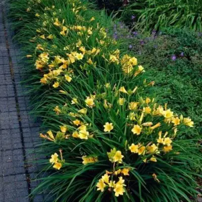 Лилейник СТЕЛЛА ДЕ ОРО гибридный в Фаниполе