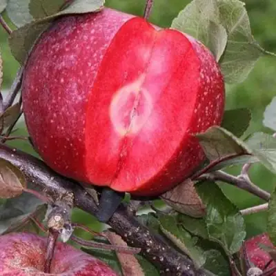 Яблоня РЕД КЕТТИ в Фаниполе