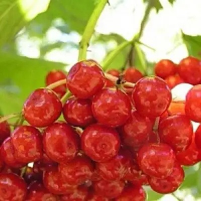 Калина КИЕВСКАЯ САДОВАЯ в Фаниполе