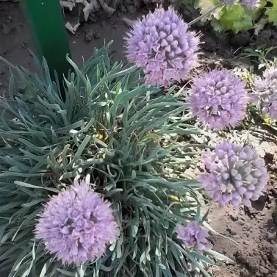 Лук СПИРАЛИС горный в Фаниполе