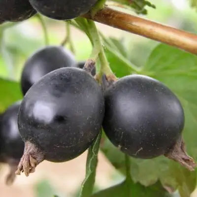 ЙОШТА в Фаниполе