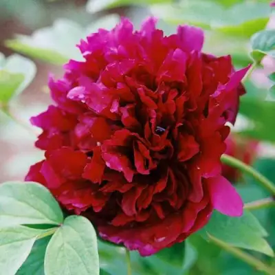 Пион ГАЛАКТИКА травянистый в Фаниполе