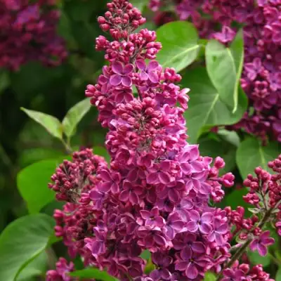 Сирень ЗНАМЯ ЛЕНИНА в Фаниполе