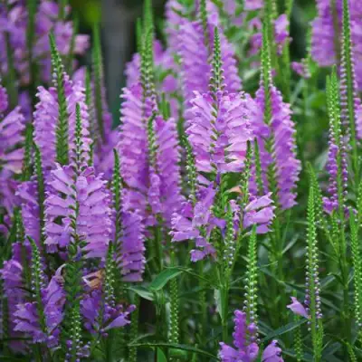 Физостегия РОЗЕЯ виргинская в Фаниполе