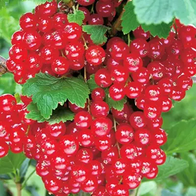 Смородина красная РУДНЕУС в Фаниполе