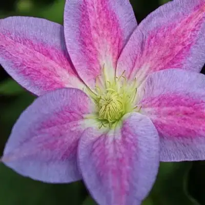 Клематис ЧЕЙНДЖ ОФ ХАРТ в Фаниполе