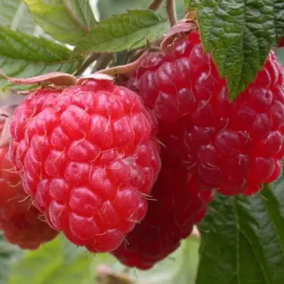 Малина ПИНГВИН в Фаниполе