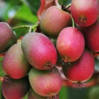 Актинидия ВЕЙКИ аргута в Фаниполе