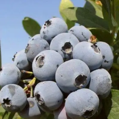 Голубика ЦУКЕР ТРАУБЕ в Фаниполе