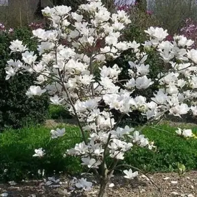 Магнолия АЛЬБА СУПЕРБА в Фаниполе