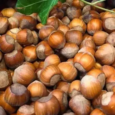 Фундук ТОНДА ДЖИФФОНИ в Фаниполе