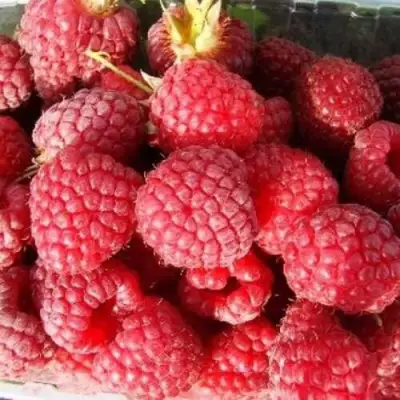 Малина ПОЛЕСЬЕ в Фаниполе