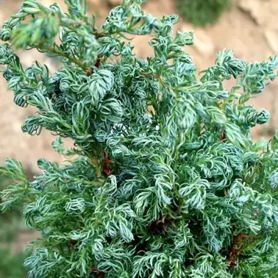 Кипарисовик БЕБИ БЛЮ горохоплодный в Фаниполе