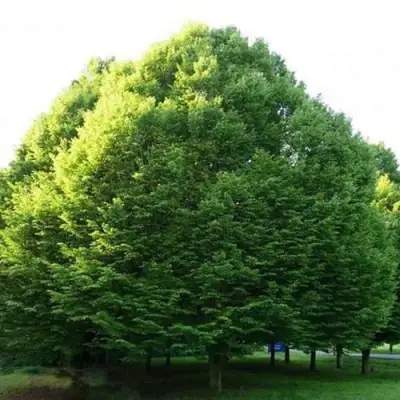 Граб японский в Фаниполе