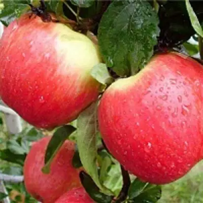 Яблоня ЖЕНЕВА (ЖЕНЕВА ЭРЛИ) в Фаниполе