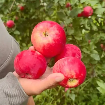 Яблоня АКСЕНА в Фаниполе