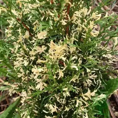 Туя БРАБАНТ ВАРИЕГАТТА западная в Фаниполе