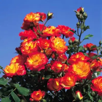 Роза ТАЙФУН спрей в Фаниполе