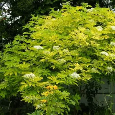 Бузина черная АУРЕА в Фаниполе