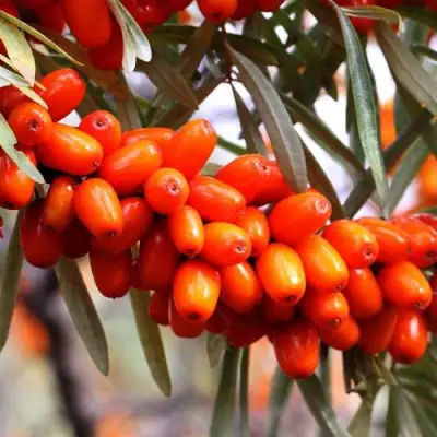 Облепиха ДЖЕМОВАЯ в Фаниполе