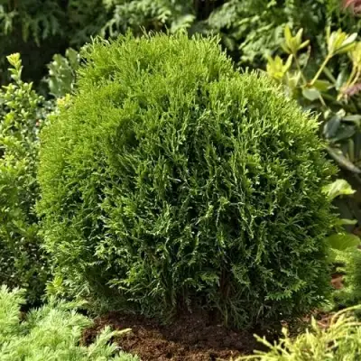 Туя ТИНИ ТИМ западная в Фаниполе