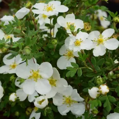 Лапчатка АББОТСВУД кустарниковая в Фаниполе