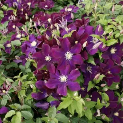 Клематис ГЕРОИ ВАРШАВЫ в Фаниполе