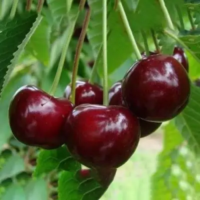 Вишня ЖАДАНА в Фаниполе