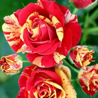 Роза ФАЙЕР ФЛЕШ спрей в Фаниполе