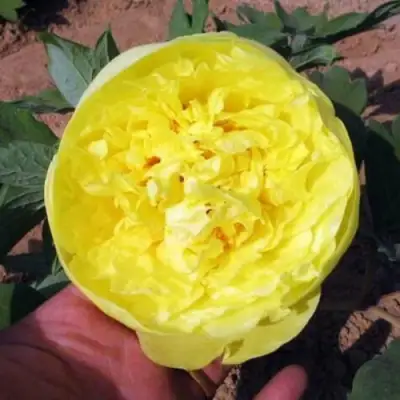 Пион ЗОЛОТО ПОДНЕБЕСНОЙ древовидный в Фаниполе