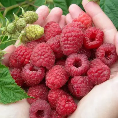 Малина МОЛЛИНГ ДЖУНО в Фаниполе