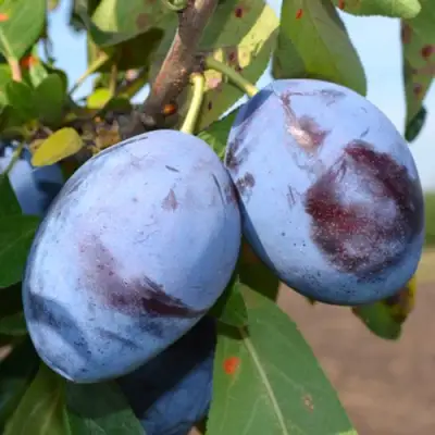 Слива ЧАЧАКСКАЯ ЛЕПОТИКА в Фаниполе