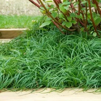 Осока БИТЛЗ в Фаниполе