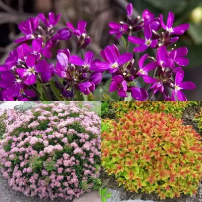 Комплект ЯПОНСКИЙ САД в Фаниполе