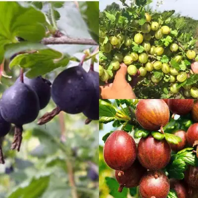 Комплект КРЫЖОВНИК MIX в Фаниполе