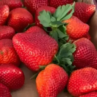 Клубника МОНТЕРЕЙ ремонтантная в Фаниполе