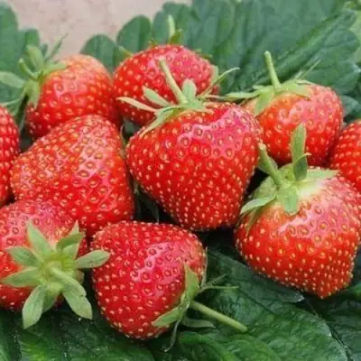 Клубника ЭЛЬСАНТА в Фаниполе