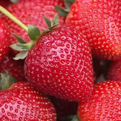 Клубника СЕЛЬВА ремонтантная в Фаниполе