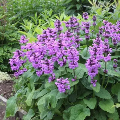 Буквица крупноцветковая в Фаниполе