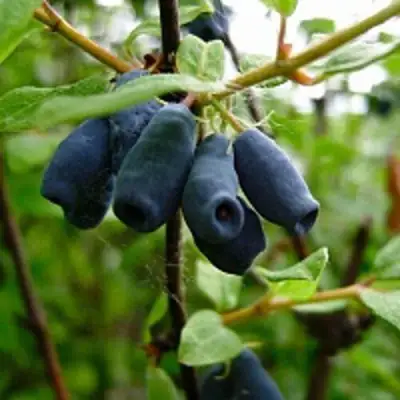 Жимолость съедобная ВОЛХОВА в Фаниполе